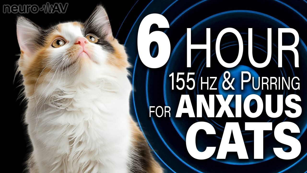 155Hz Pure Tone + Real Cat Purring 🐾 | 6 Hours | Calming Frequency for Anxious Pets | Black Screen