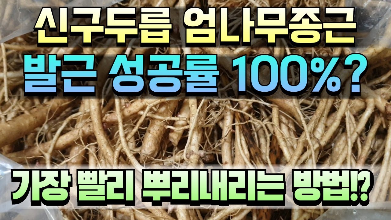 신구두릅,엄나무종근 뿌리 발근 성공률 100프로? 가장 빨리 뿌리내리는 방법 정답은?