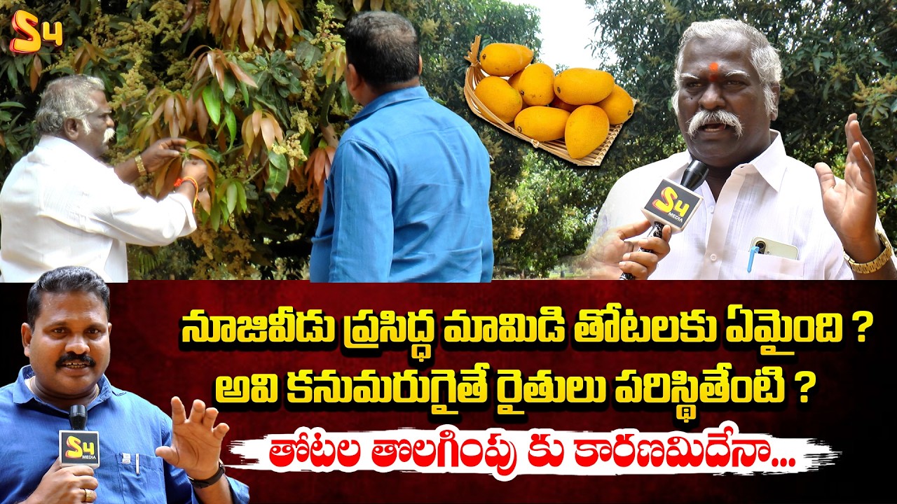నూజివీడు ప్రసిద్ధ మామిడి తోటలకు ఏమైంది | S4 Special Story On Mango Farming Problems | Nuzvid Mangoes