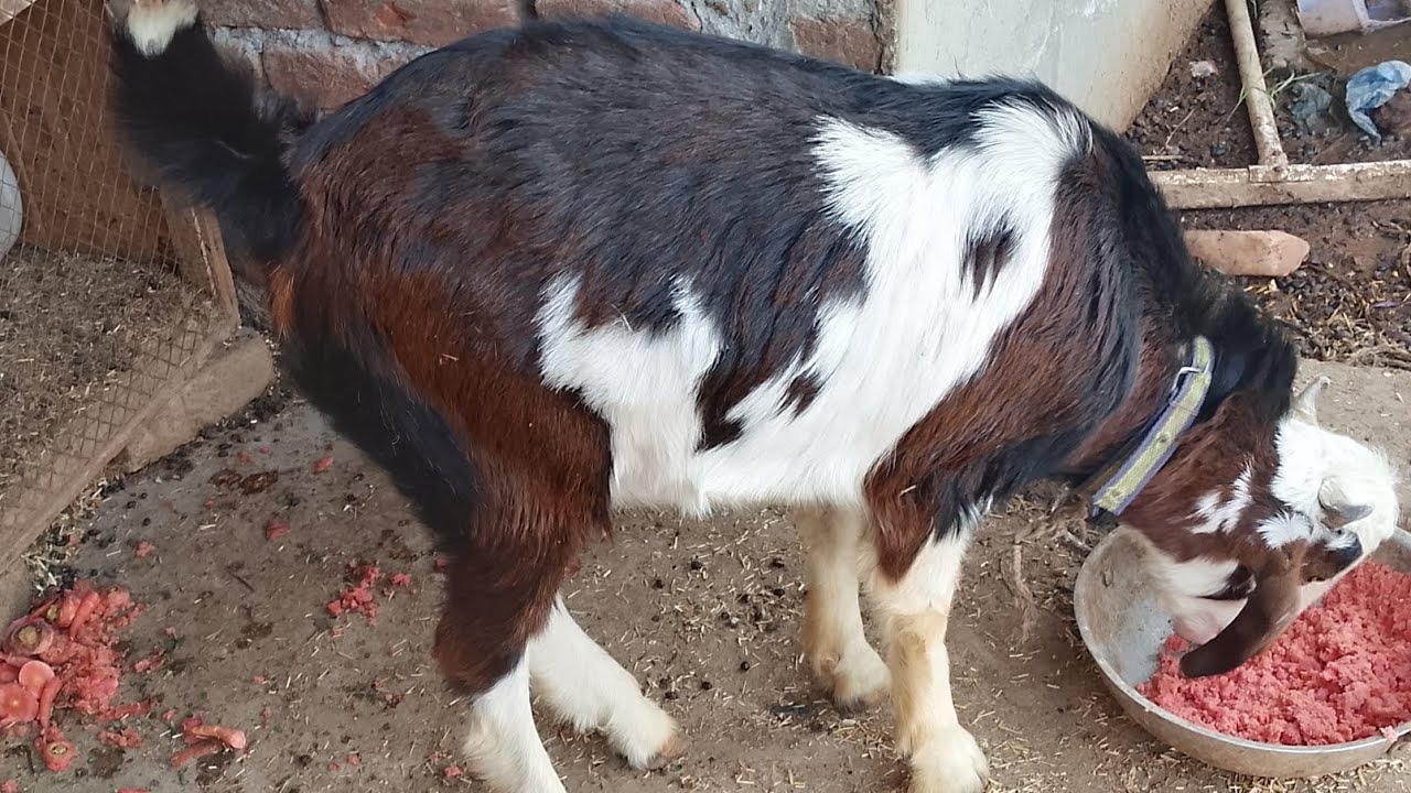 Hamari Goats Sahi Ho Gain 😍 