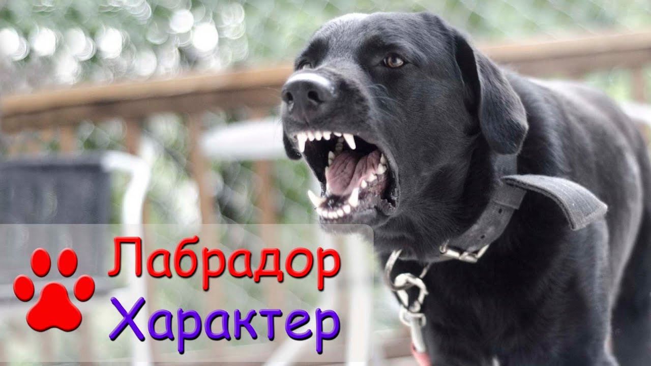 Labrador character