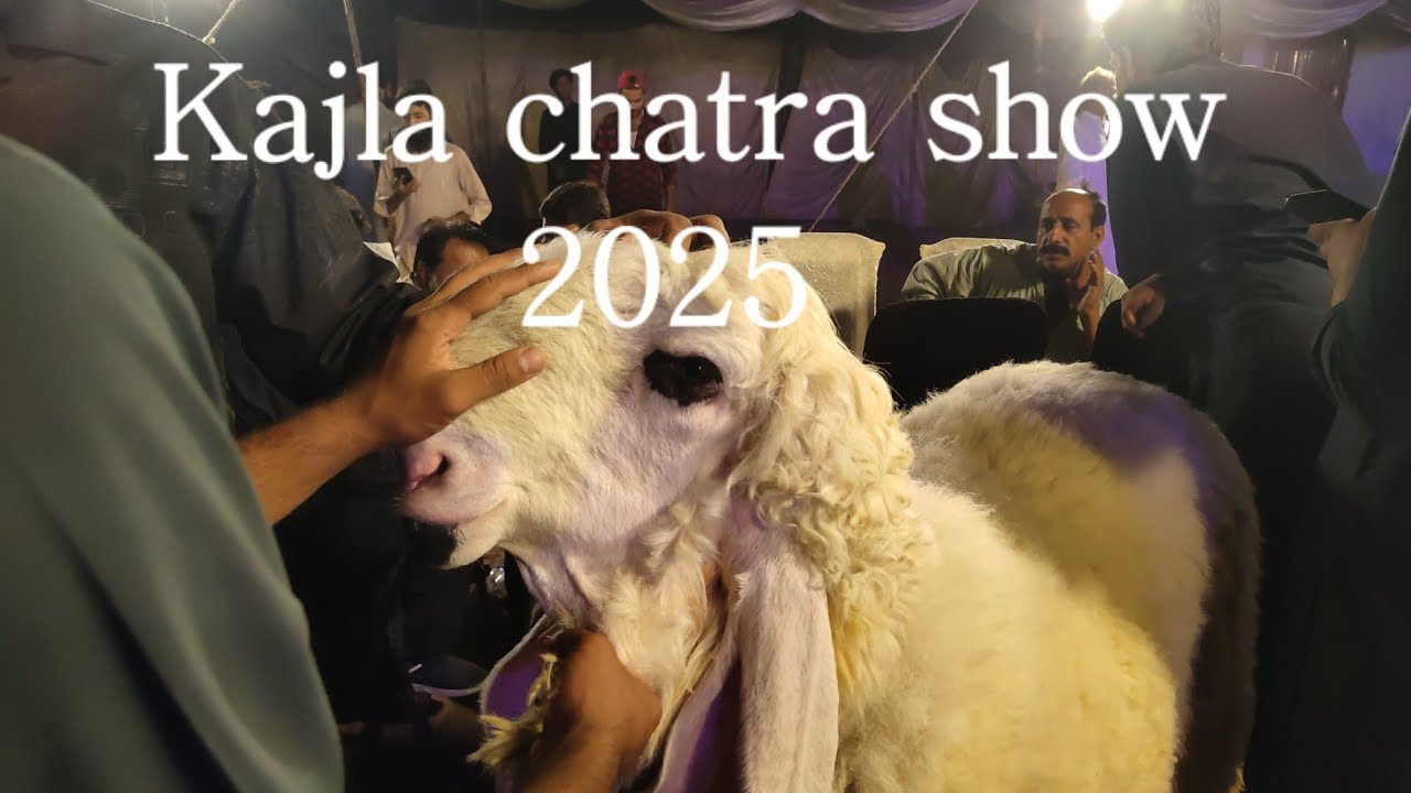 Kajla chatra show 2025🔥