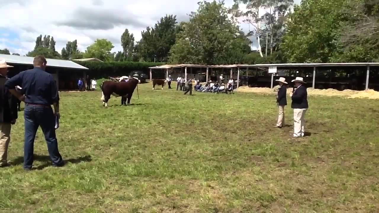 Moss Vale Show 2013
