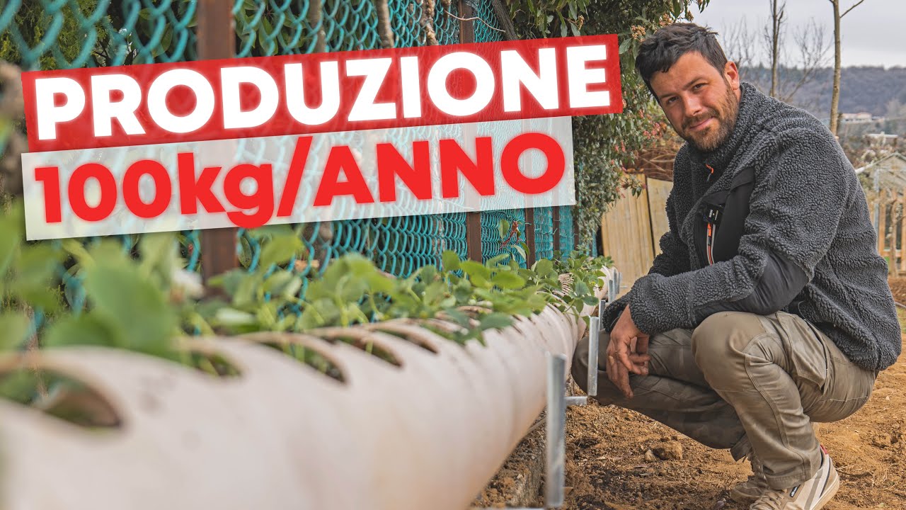 COLTIVARE le FRAGOLE in tubo sopraelevato🍓🍓🍓