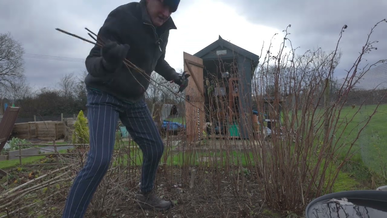 Boxing Day at the allotment 