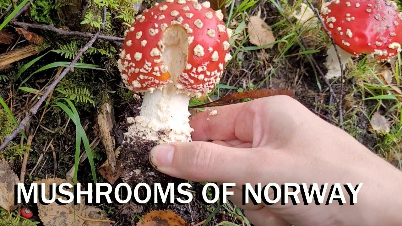 Best Mushroom Finds of the season part 2