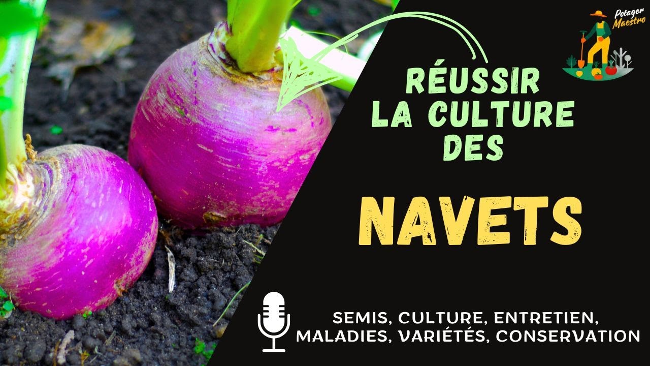 Réussir la culture des navets dans votre potager
