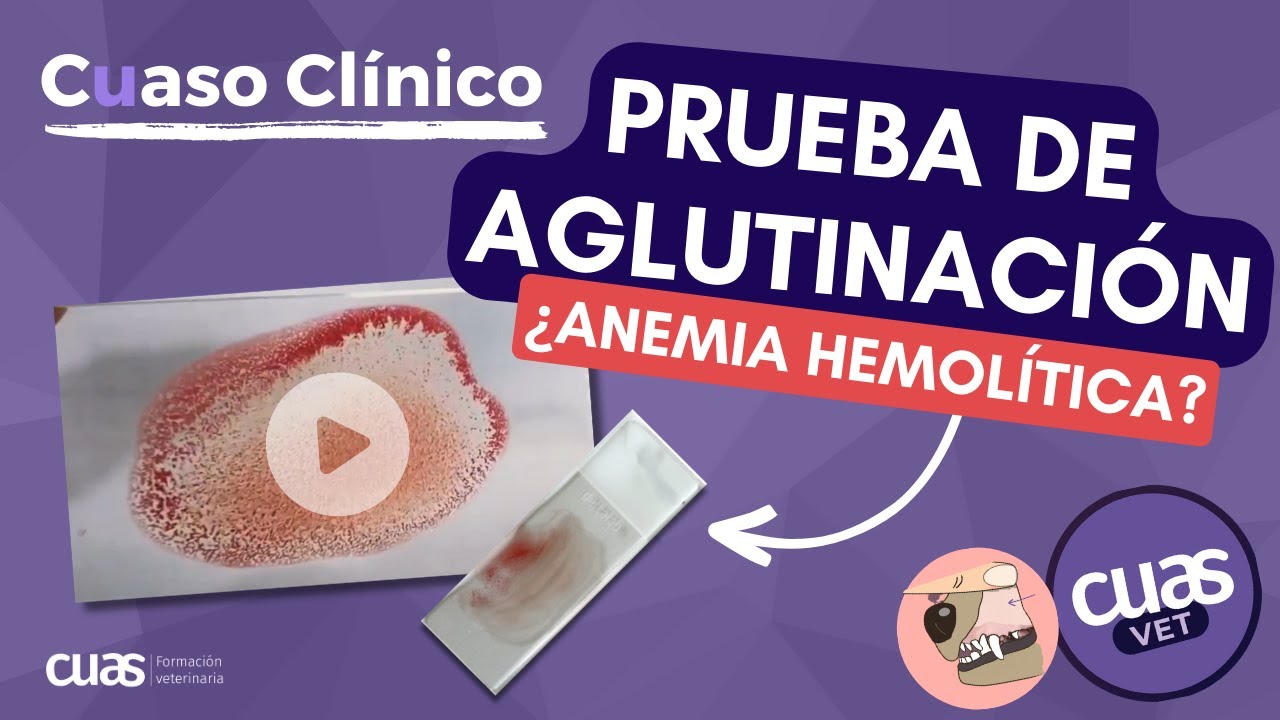 Prueba de aglutinación en pacientes con sospecha de anemia hemolítica en Veterinaria de pequeños 🐶😺