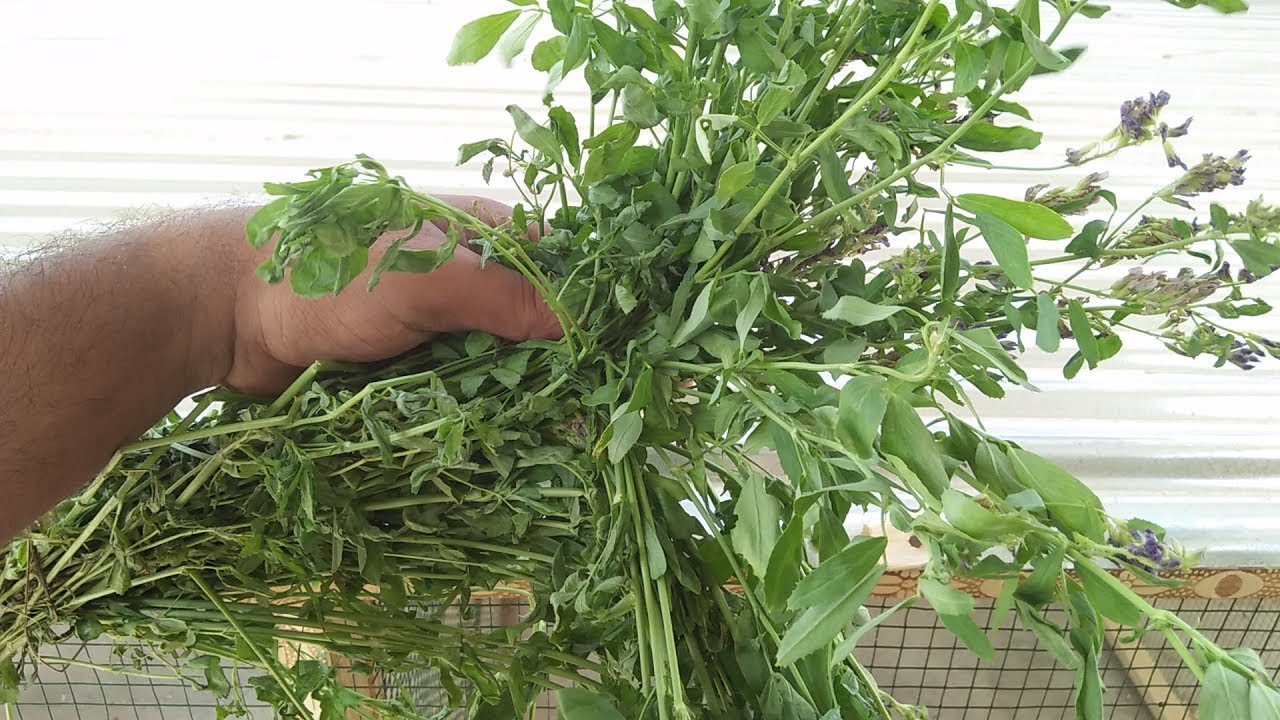 Lovebirds Fisher ke lye zabardast fertility Tonic in Urdu/Hindi.