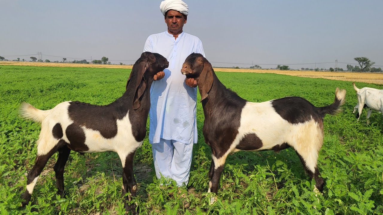 Ajwa Goat Farm Desi khasi Bakre Turkey Dumbe Qurbani Collection