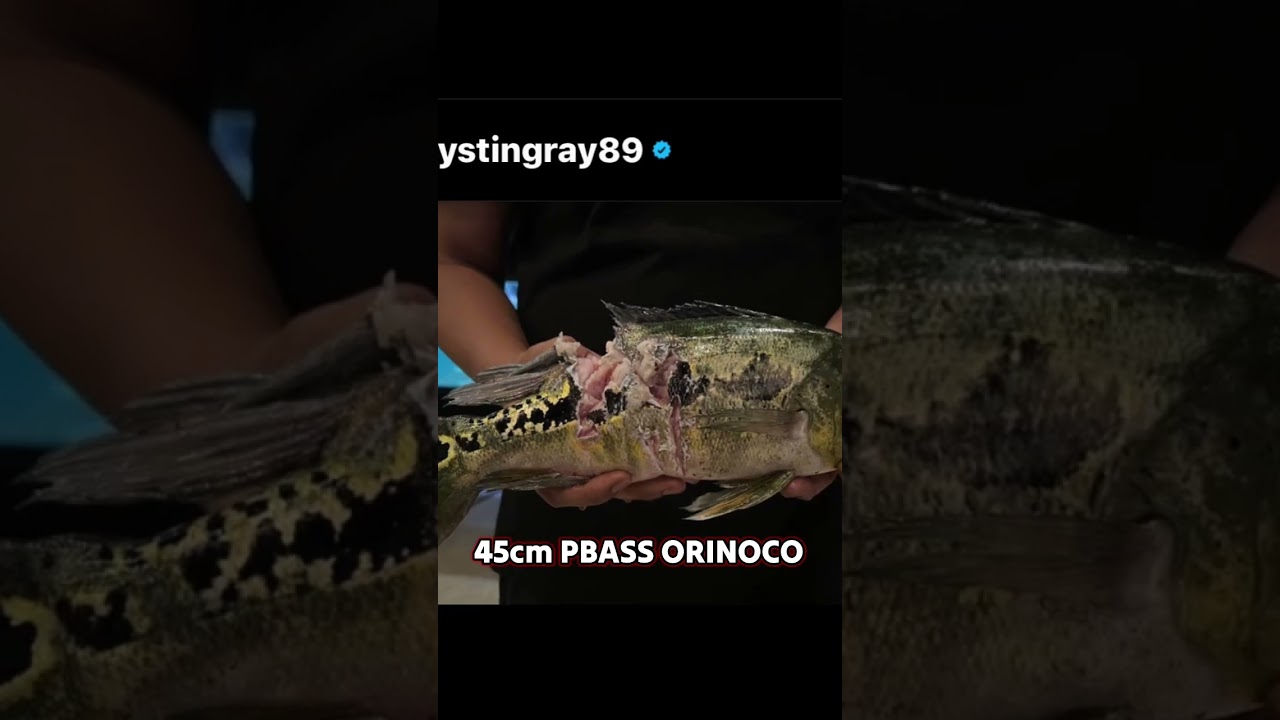 GANAS NYA IKAN PREDATOR