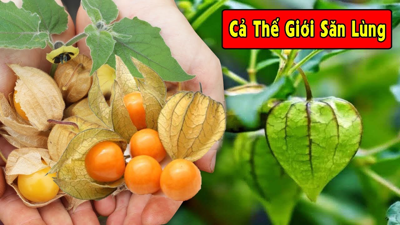 Loại Quả Dại Quý Hơn Vàng Được Thế Giới Săn Lùng Mà Mọc Đầy Ở Việt Nam