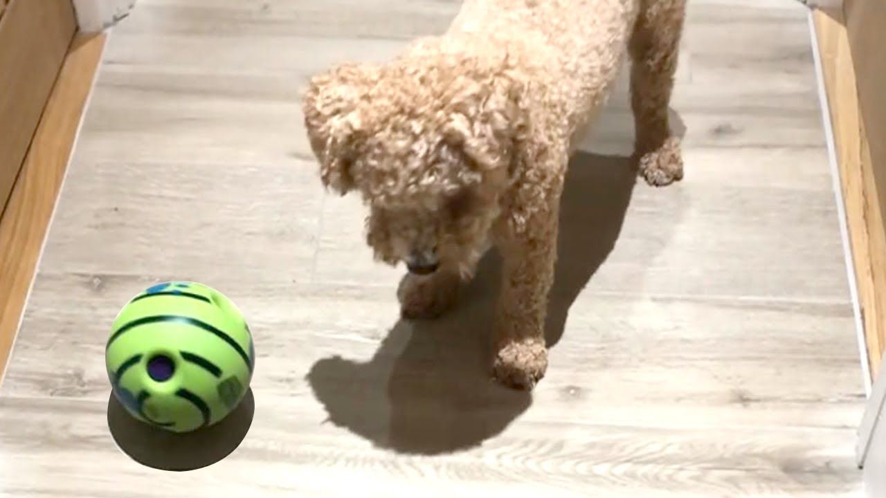 Dog Is Scared of Wobble Wag Giggle Ball Toy || WooGlobe Funnies