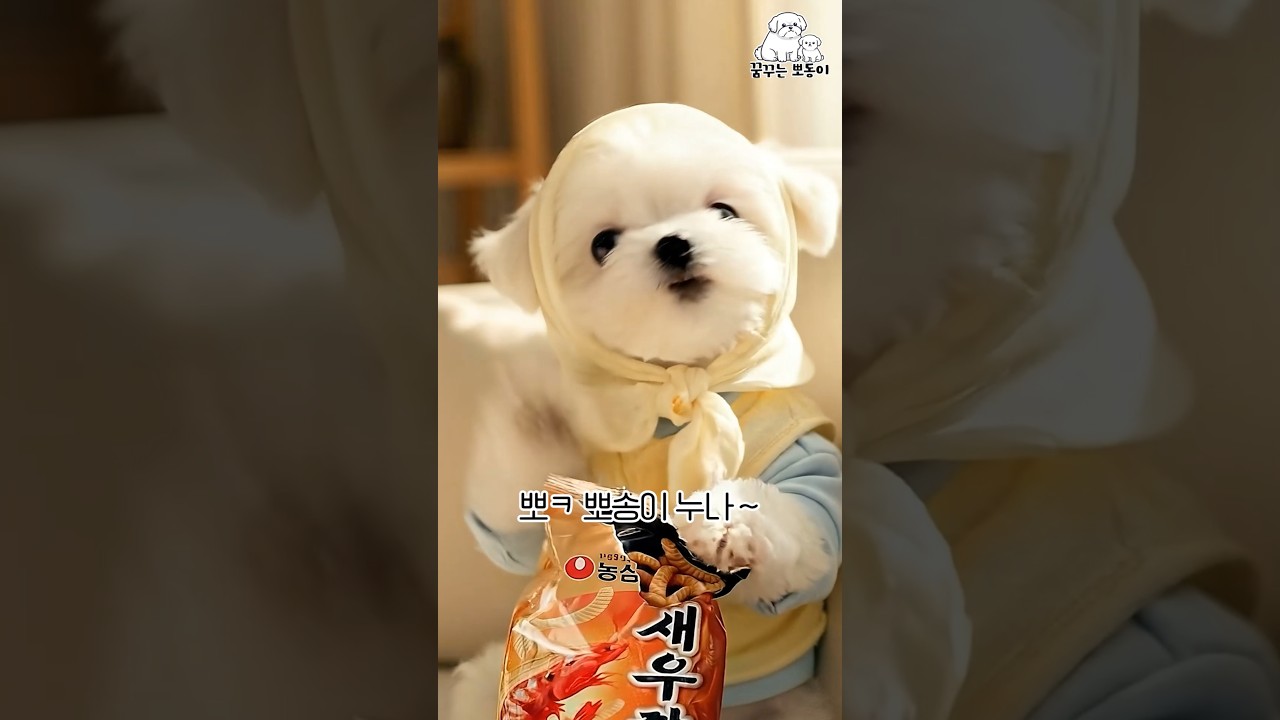 숨 막히는 기싸움 ㄷㄷ 현실 남매 강아지들의 피 터지는 말대꾸 🗣️⚡