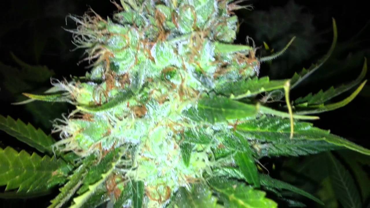 Day 60 4000w dutch treat/mkultra