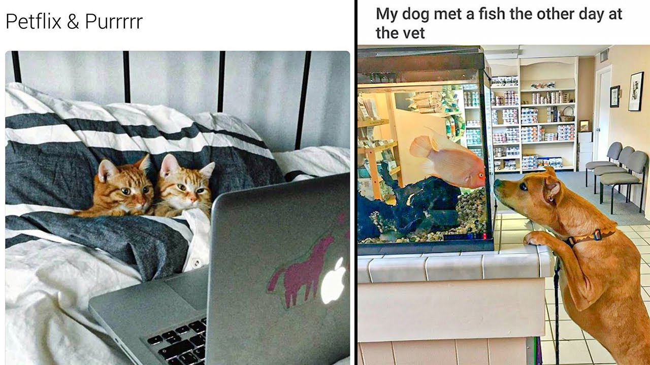 Joyful Animal Memes That Could Bring a Smile to Your Face