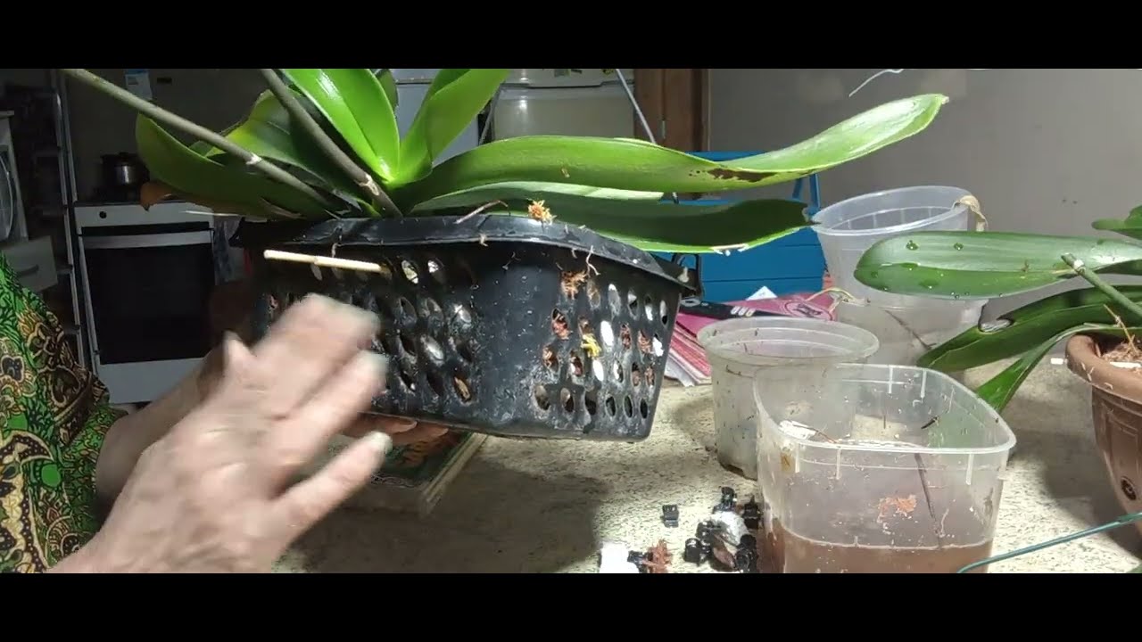 Orquídea  phalaenopsis replante que salva.