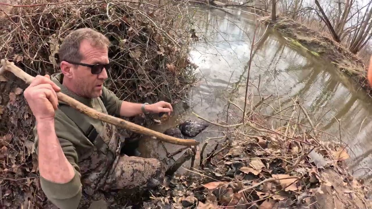 Ohio Beaver Trapping 2026