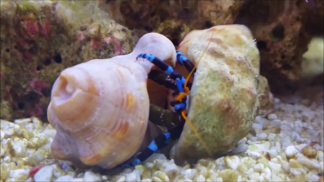 Paguro Zampe Blu - Calcinus-Elegans Cambia Conchiglia/Casa