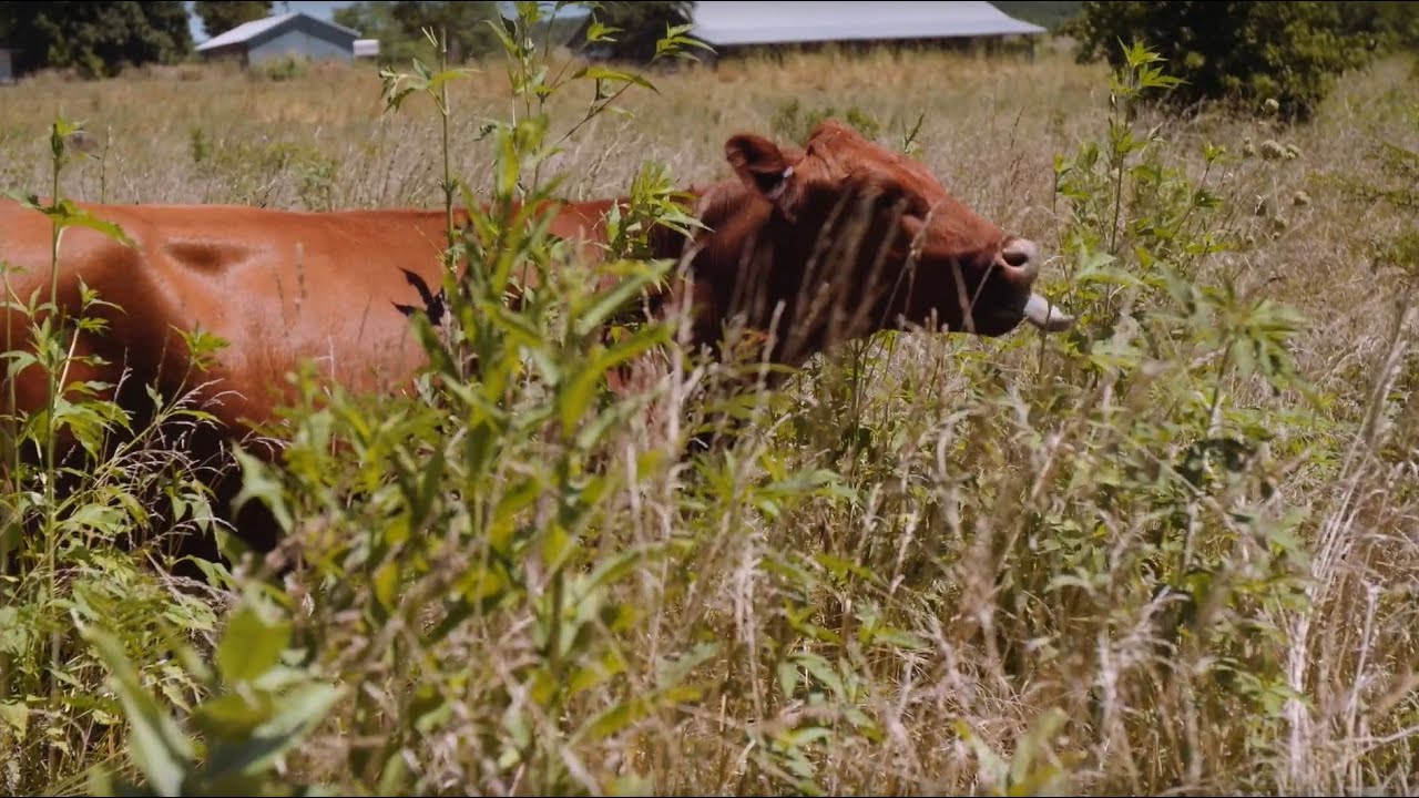 Adaptive Grazing 101: Why Should You Graze Your 