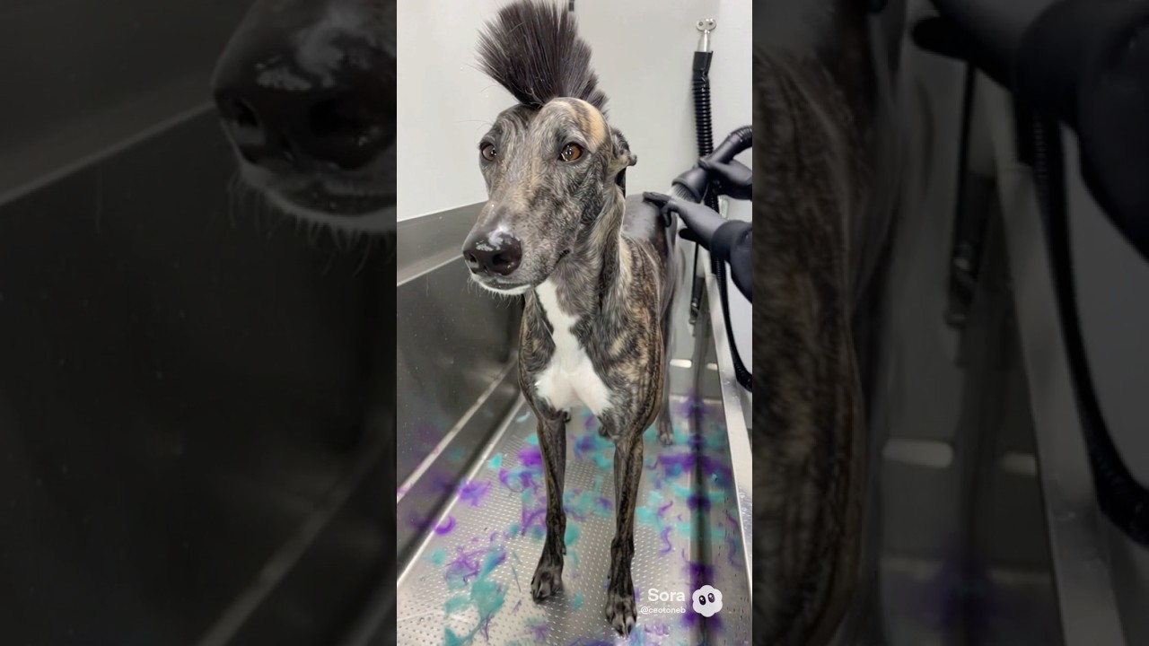 Grey hound needed a cut and colors back  