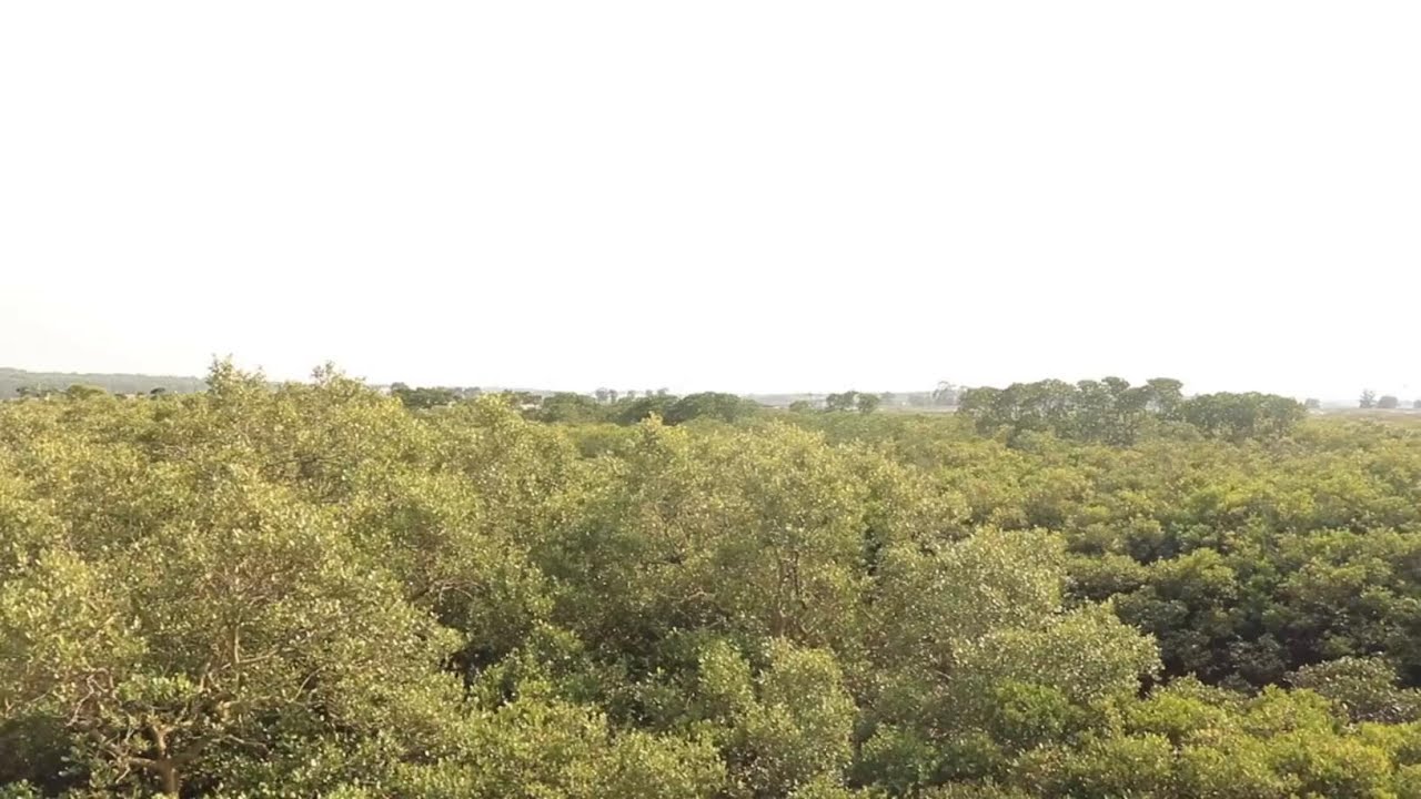 紅樹林有大青蟹，2斤算小，妹子抓一大堆！