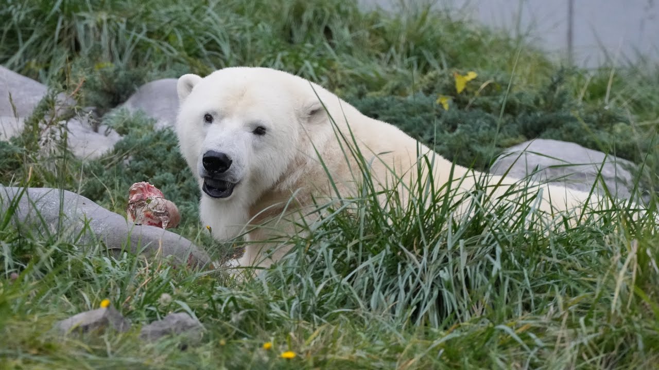 2025 10 17 円山動物園 ララ ライト リラ