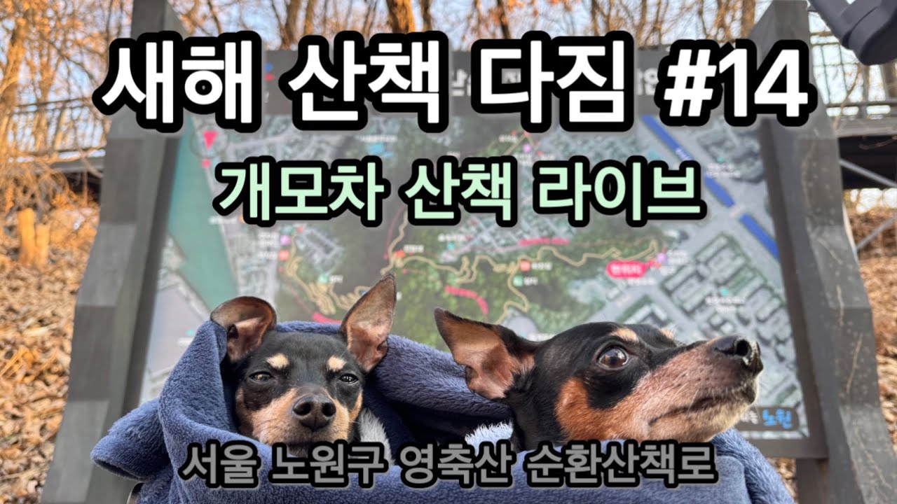 새해 산책 다짐 / 개모차 산책 #14 / 서울 노원구 영축산 순환산책로