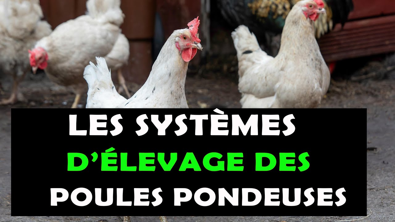 AVICULTURE: Voici les différents systèmes d'élevage des poules pondeuses qui existent