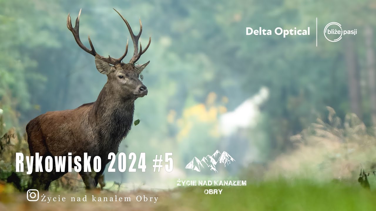 Rykowisko 2024 Rykowiskowy Mix