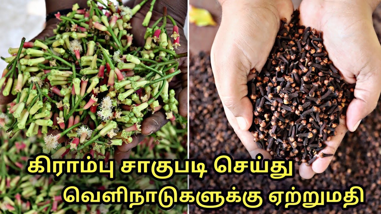 கிராம்பு சாகுபடி செய்து வெளிநாடுகளுக்கு ஏற்றுமதி || clove cultivation || Syzygium aromaticum