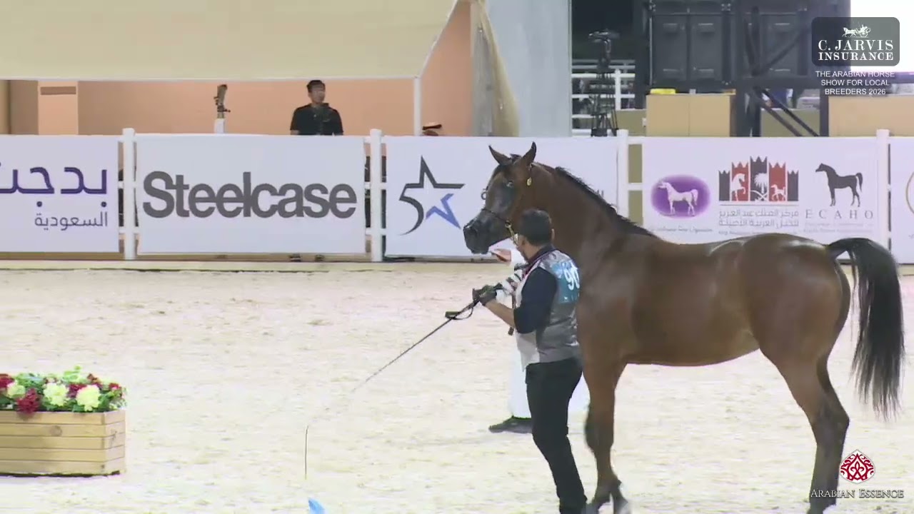 N 90 JAMUH AS   The Arabian Horse Show For Local Breeders 2026   Fillies 2 Years Old   Section B Cla