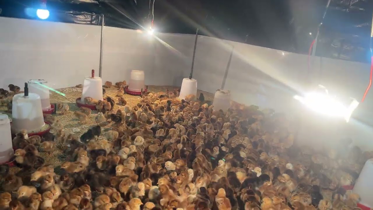 RIR murga palan kisee karte hai| Rhode Island Red, a very popular breed |amerika breed|