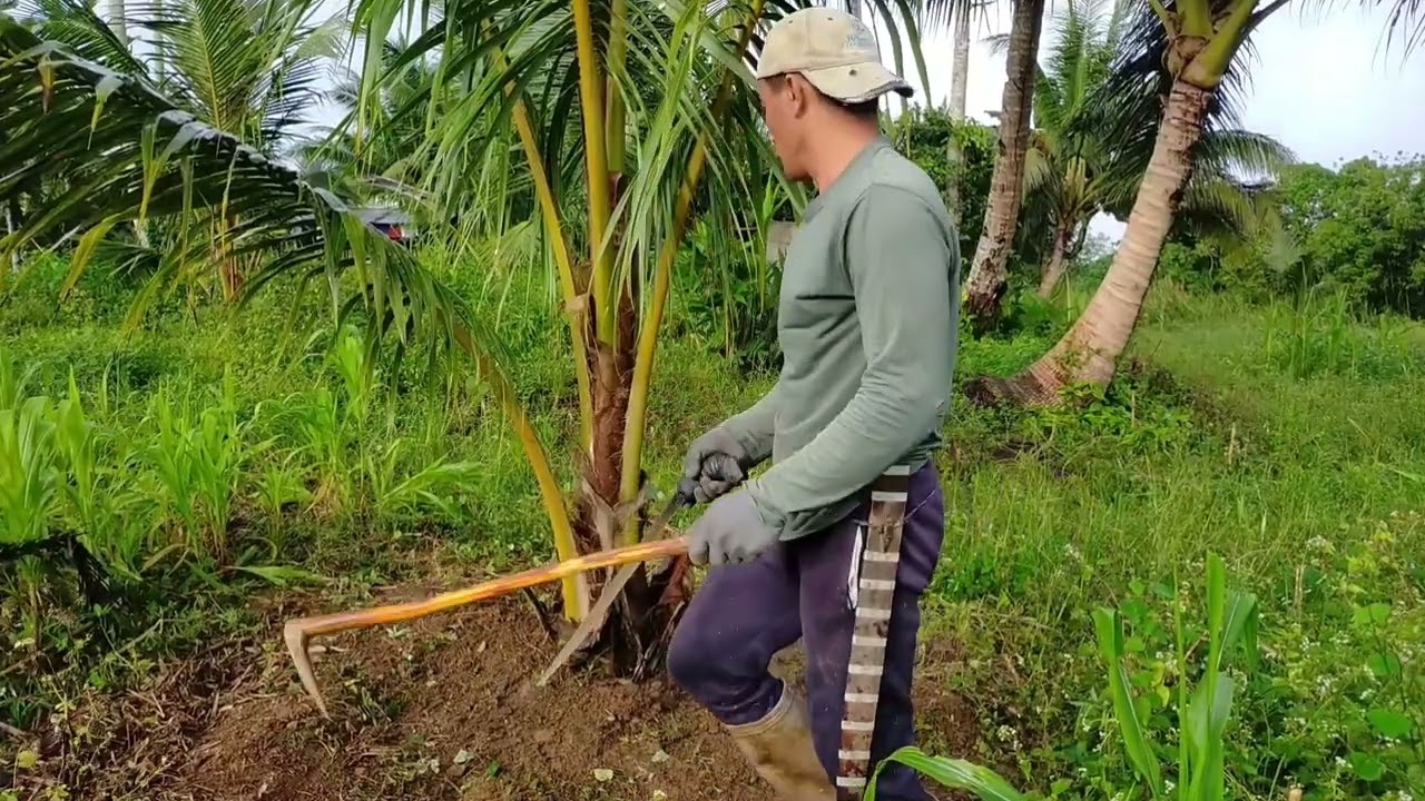 Mag lilinis Tayo ng  damo sa puno ng niyog 🌴🌴🌴