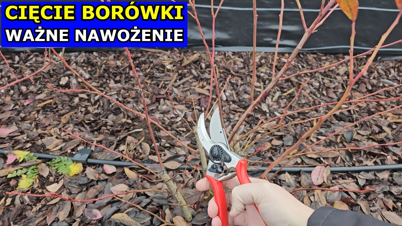 Błędne Cięcie Borówki. Nawożenie, Kluczowa Pielęgnacja Borówki amerykańskiej, Jak Kiedy Ciąć Uprawa.