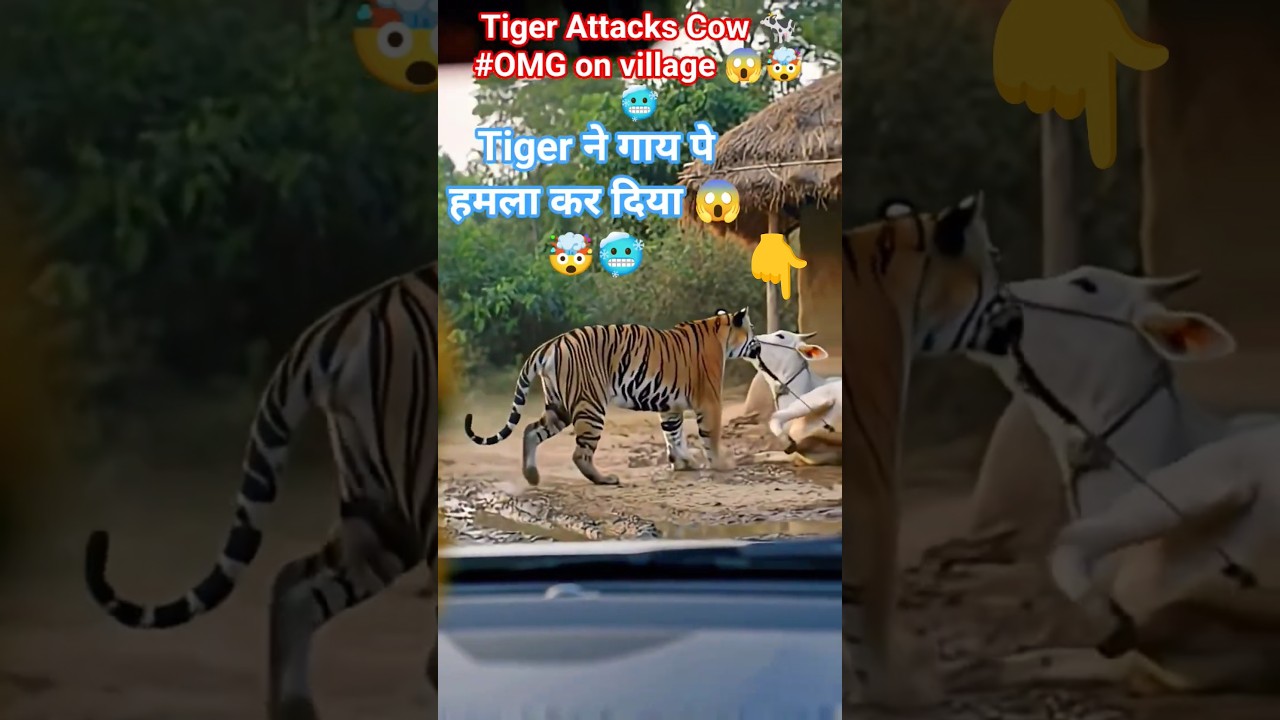 Tiger Attacks Cow 🐄😱