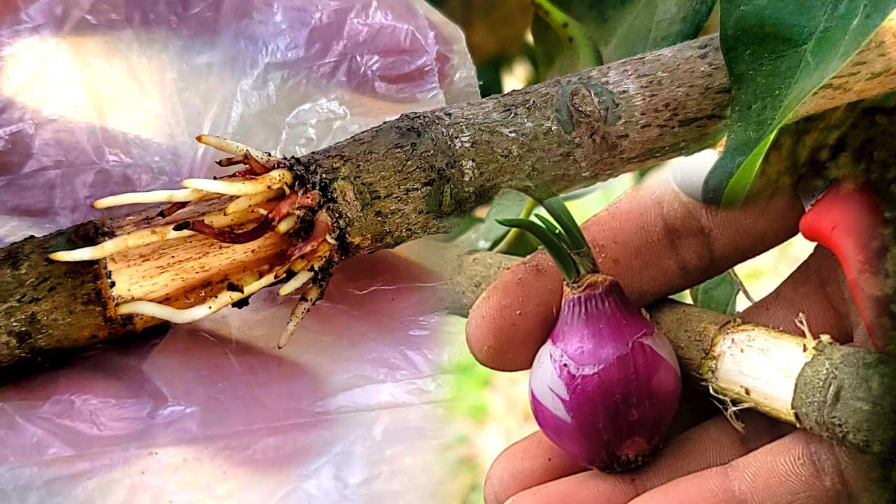 Amazing mango grafting technique with onions / Agri CAMBO
