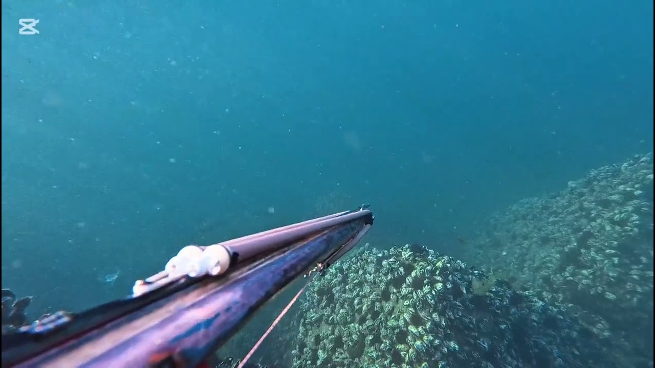Baltabaş Nasıl Vurulur .. #fishing #spearfishing #fish #karagözbaligi 