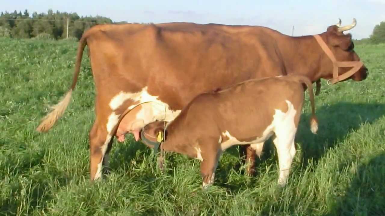 boris 1 month old calf milking his mother daisy 23 aug 2012