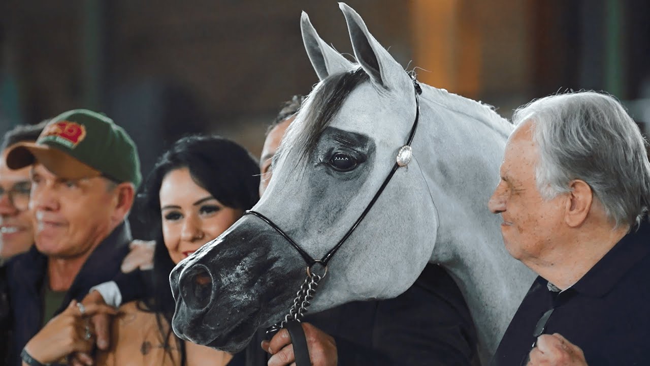 RFI SAWARI (Excalibur EA x RFI Sophie Al Maktub), 2016 Mare