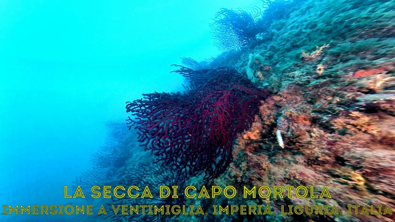 La secca di Capo Mortola - Immersione a Ventimiglia, Imperia, Liguria, Italia
