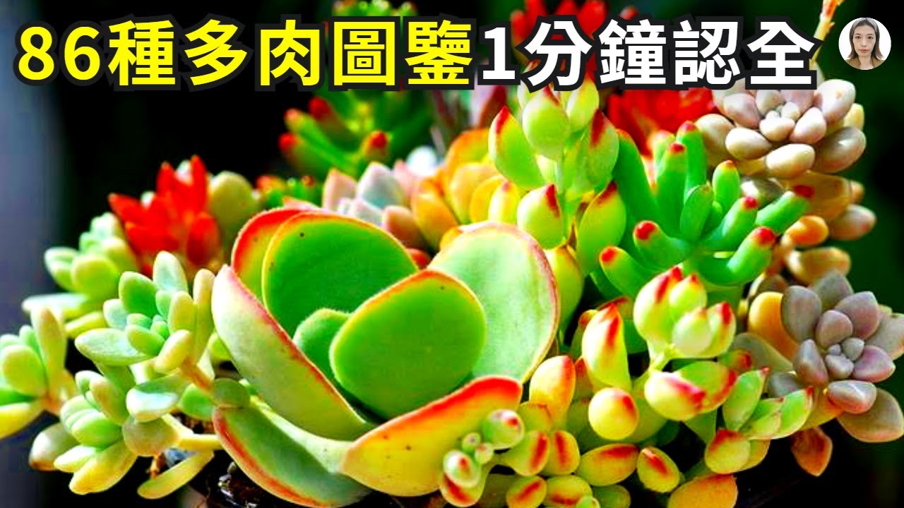 多肉种类太多傻傻分不清，精心整理86种多肉植物品种，一定要收藏|花花世界