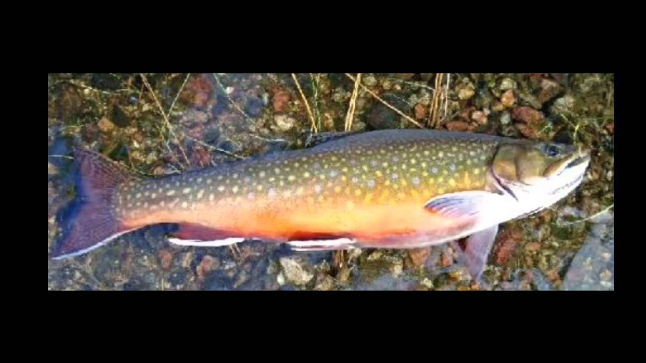 Trout Identification