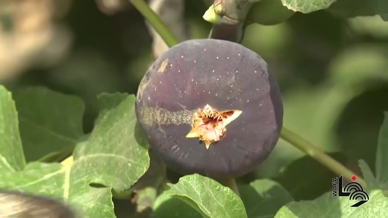 حدائق معلقة في تونس تواجه شحّ المياه بنظام زراعي فريد