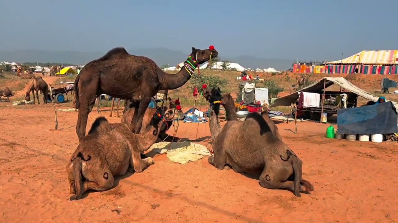 Pushkar Camel Fair