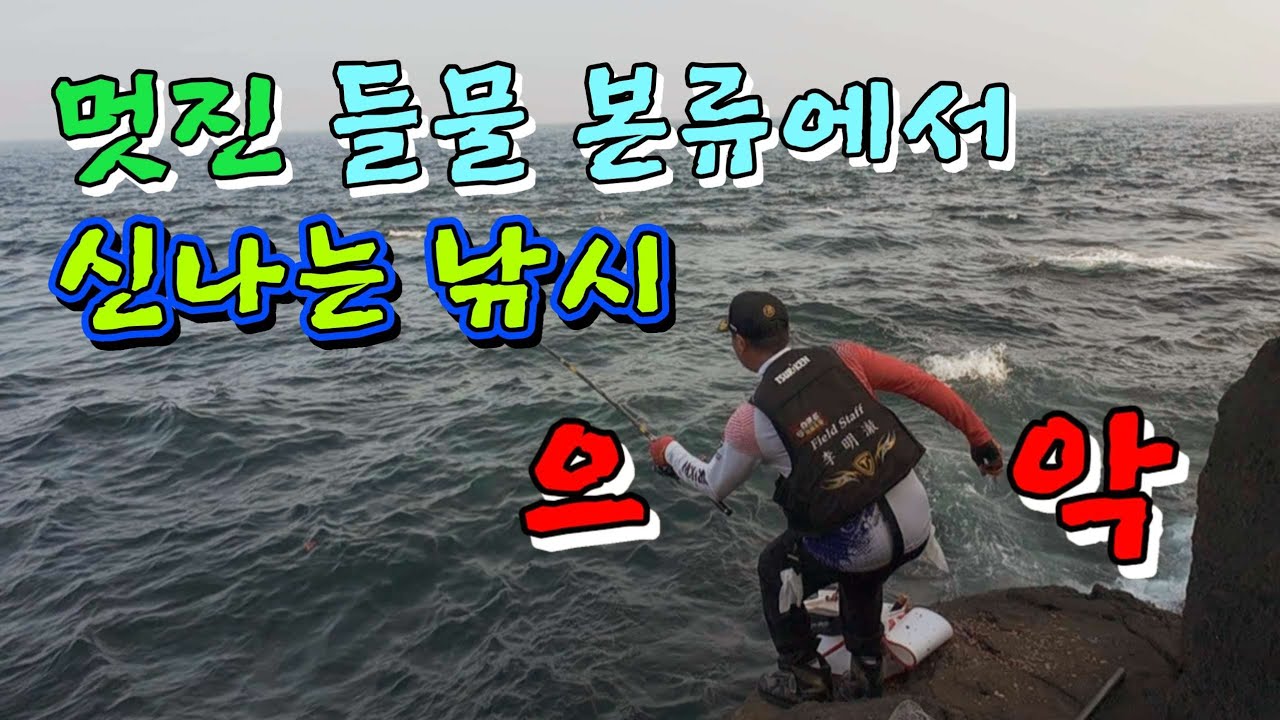 #우도 #꼭지 긴꼬리벵에돔이 퍽!퍽! 압사 될 정도로 많아도 너무 많다😱