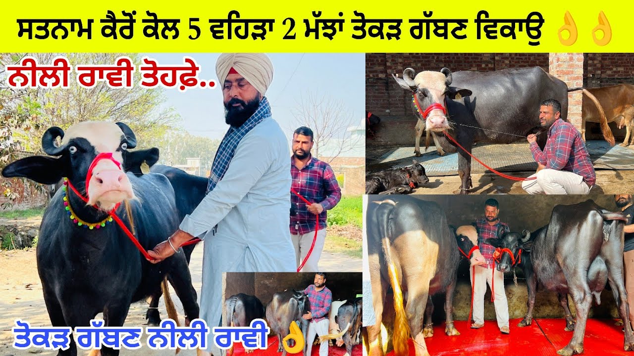 ਸਤਨਾਮ ਕੈਰੋਂ ਕੋਲ 5 ਵਹਿੜਾ 2 ਮੱਝਾਂ ਤੋਕੜ ਗੱਬਣ ਨੀਲੀ ਰਾਵੀ ਇਕ 20 ਕਿੱਲੋ ਵਾਲੀ/ ਮੁੱਲ ਸਸਤੇ / ਕੈਰੋਂ/ਪੱਟੀ 