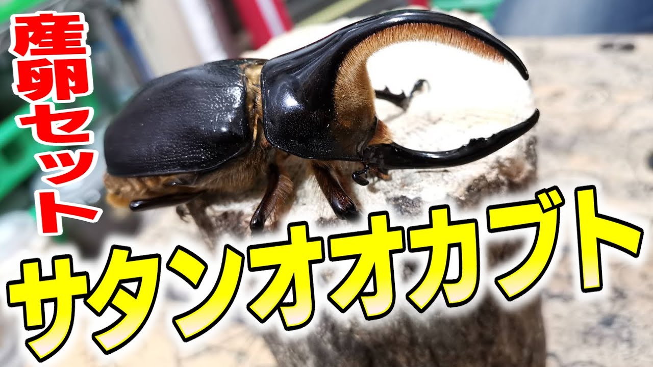 サタンの産卵セット