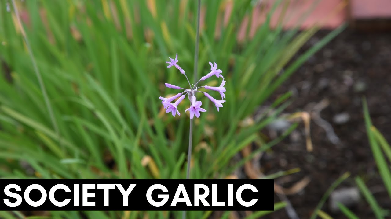 Society Garlic