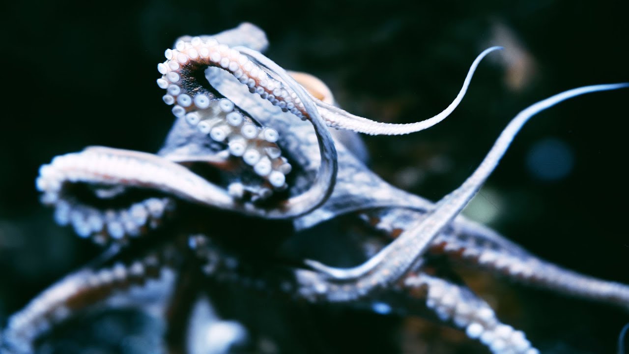 Каков замысел фотографа?